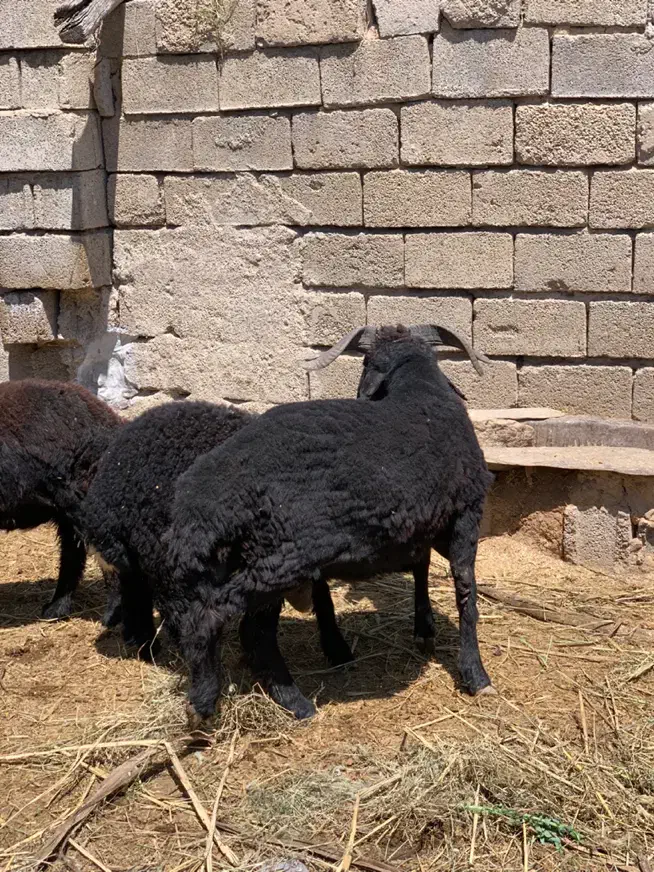 قوچ|حیوانات مزرعه|چمران, |دیوار