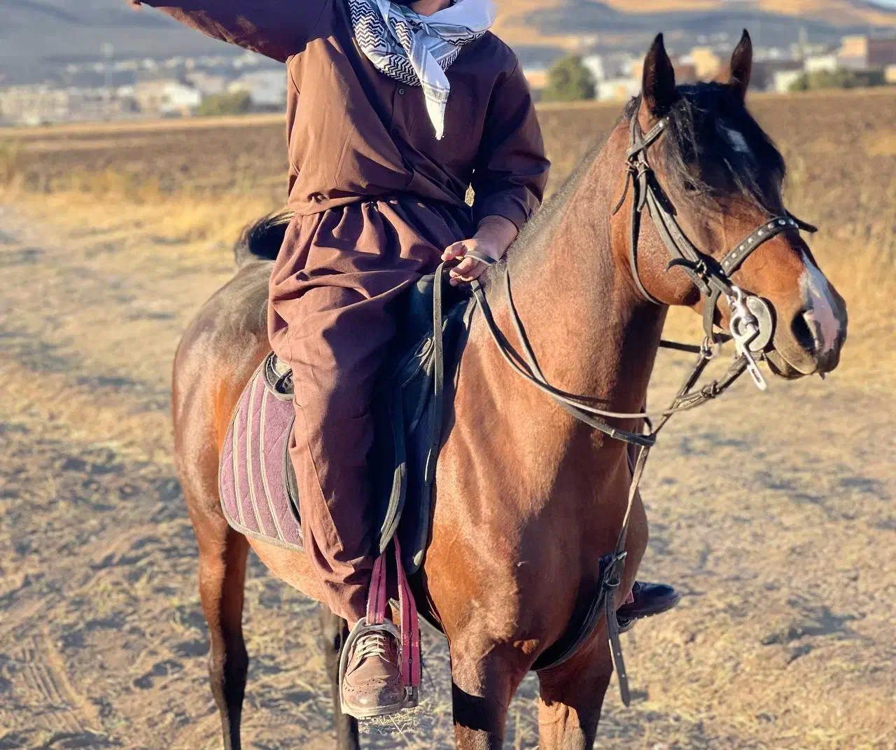 اسب|اسب و تجهیزات اسب‌سواری|پیرانشهر, |دیوار