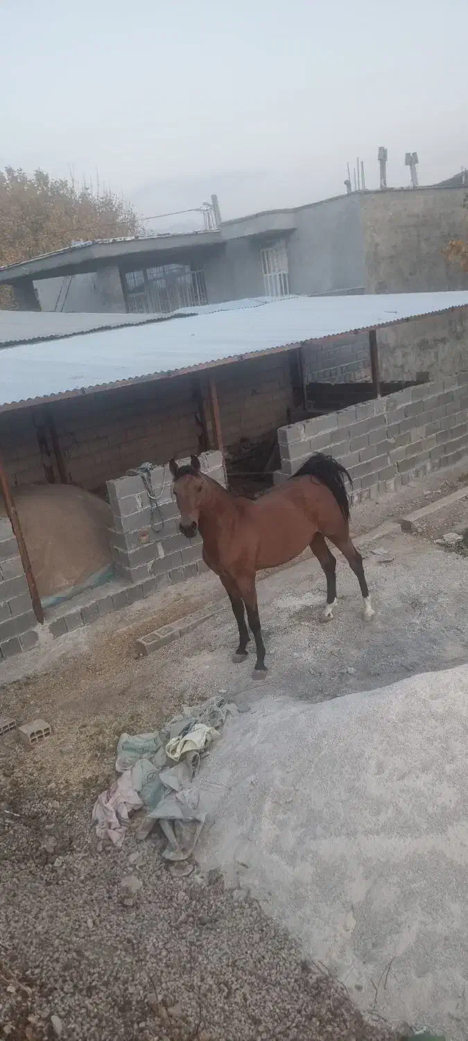 اسب|اسب و تجهیزات اسب‌سواری|یاسوج, |دیوار