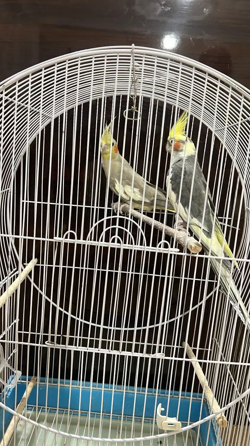 عروس هلندی|پرنده|آستارا, |دیوار