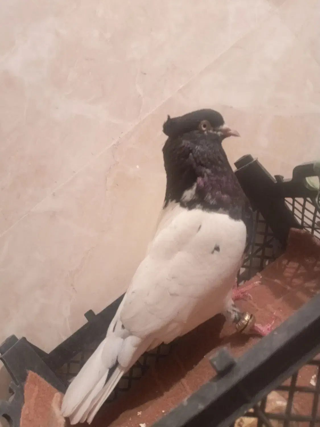 کبوتر مست مست به شرط دوری|پرنده|شوشتر, |دیوار