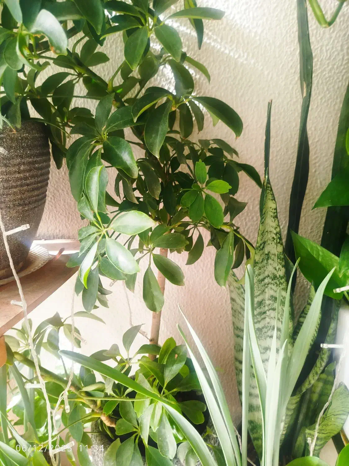 گل طبیعی|گل و گیاه طبیعی|شاهینشهر, حافظ جنوبی|دیوار