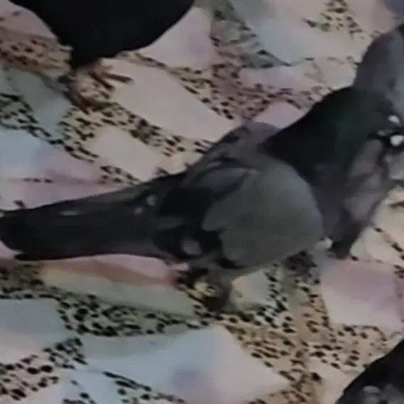 اصفهانی کفتر|حیوانات|خمینی‌شهر, |دیوار