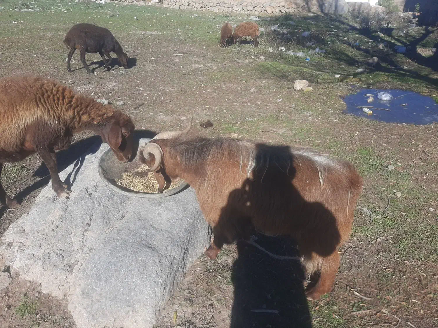 بز نر برای قصابی|حیوانات مزرعه|اردبیل, |دیوار