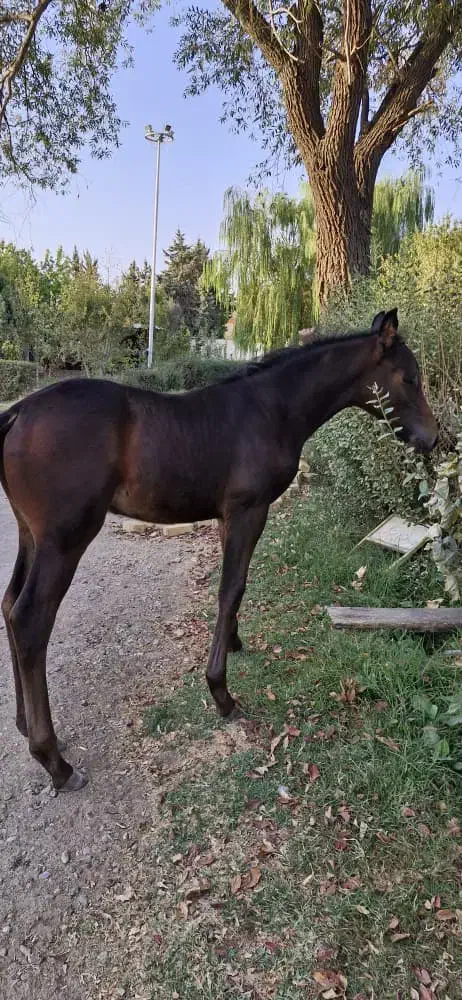 اسب کره|اسب و تجهیزات اسبسواری|قزوین, |دیوار