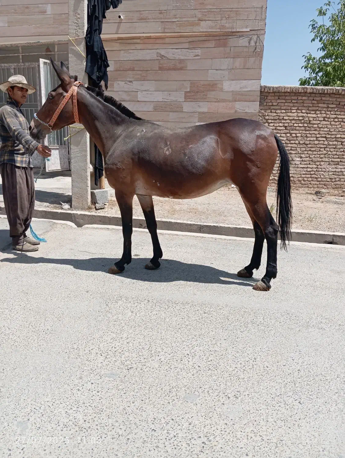 هر نمونه قاطر موجود|حیوانات مزرعه|شیراز, تحویلی|دیوار