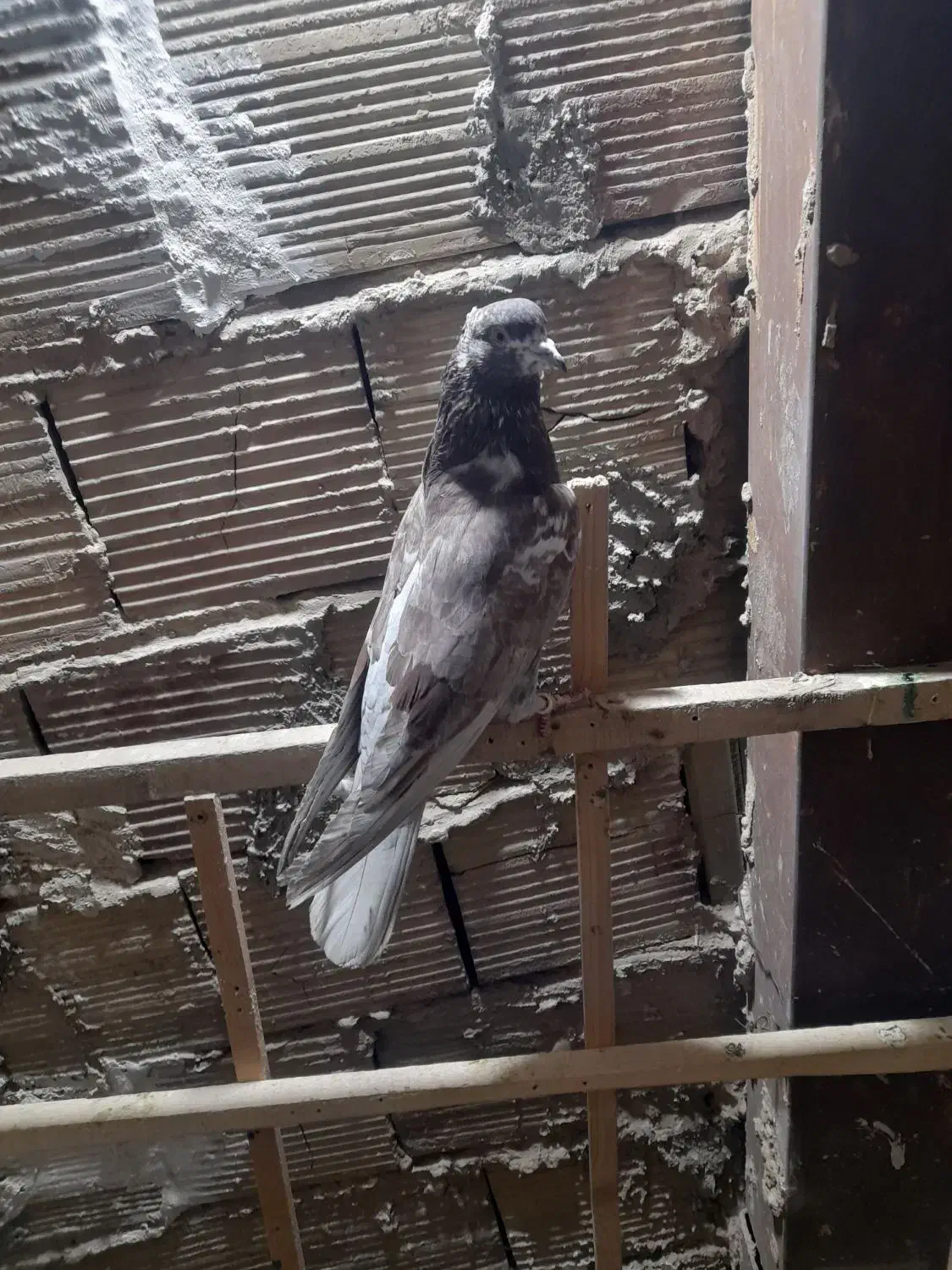 کفتر پرشی|پرنده|فردیس, شهرک ارم|دیوار