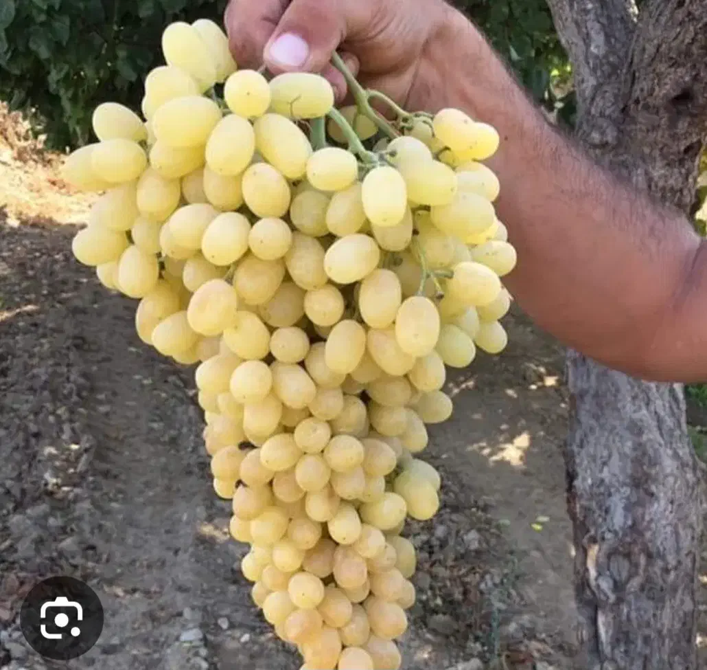 فروش باغ در بهترین لوکیشن ابهر|فروش دفتر صنعتی، کشاورزی، تجاری|ابهر, |دیوار