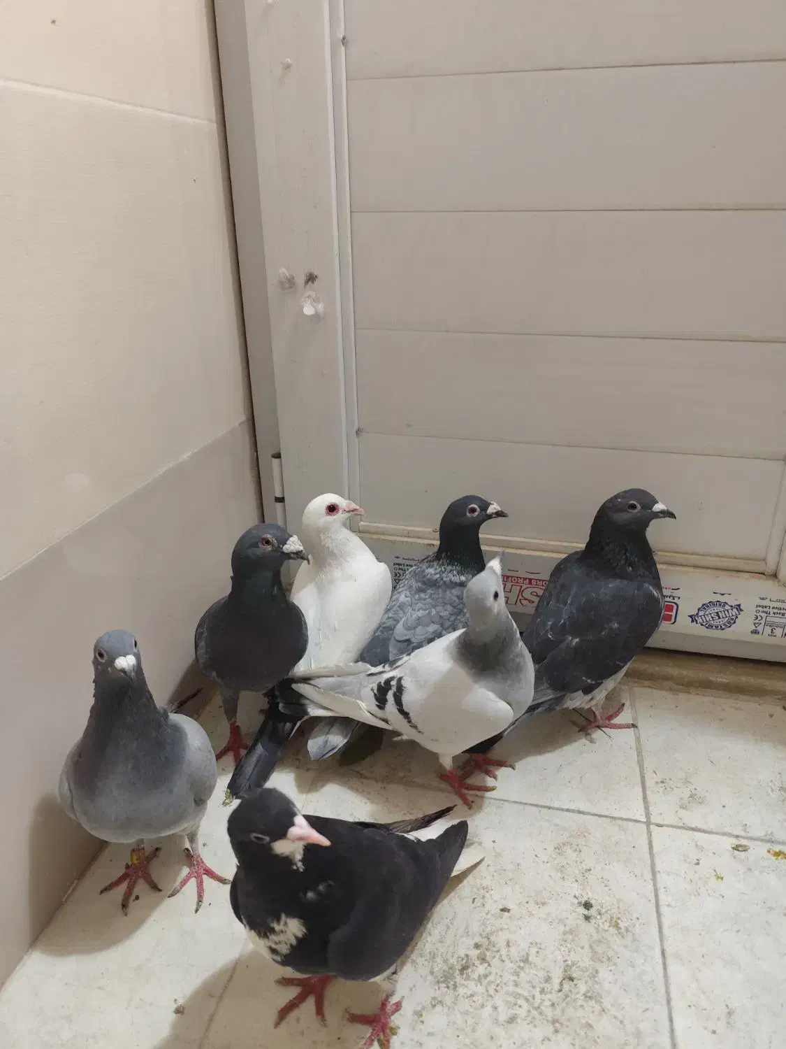 کفتر  دونه ۲۰۰|پرنده|شیراز, کوشک میدان|دیوار