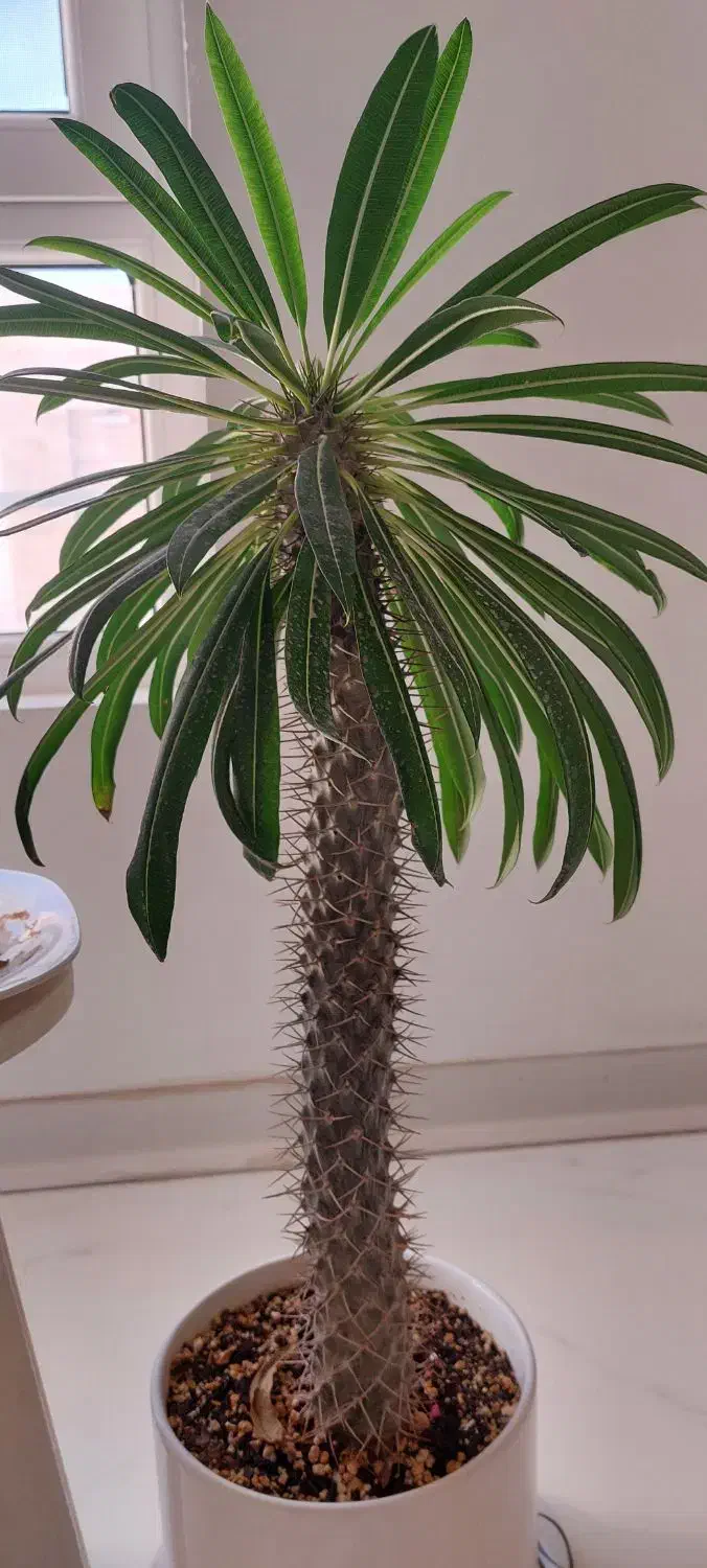 گل طبیعی قیمت مناسب|گل و گیاه طبیعی|شاهرود, |دیوار