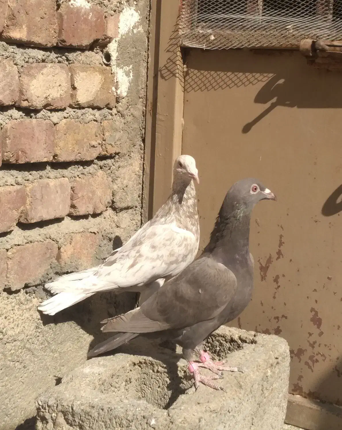 کفتر|پرنده|کنگاور, |دیوار