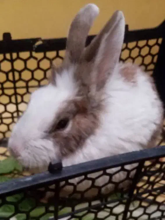 خرگوش|موش و خرگوش|اصفهان, تیران|دیوار