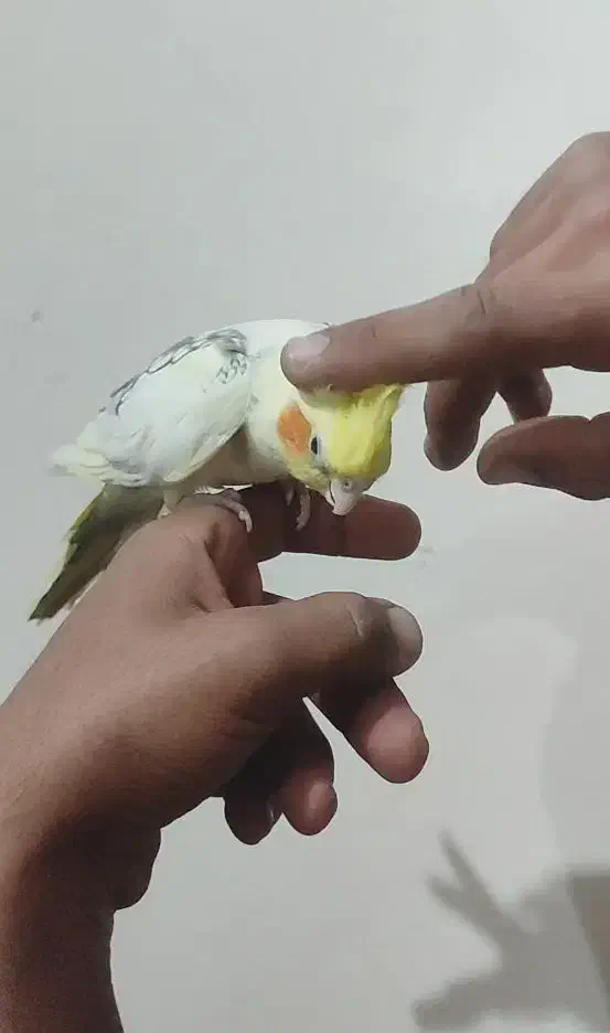 عروس هلندی|پرنده|کلاله, |دیوار