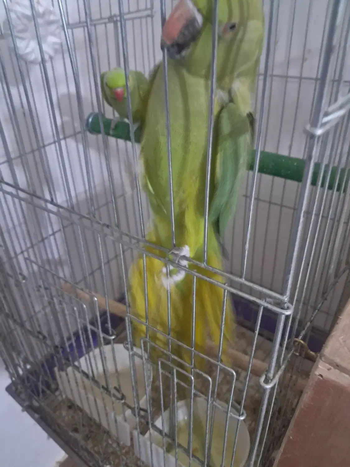 آواز خان و ملنگو|پرنده|آبادان, |دیوار