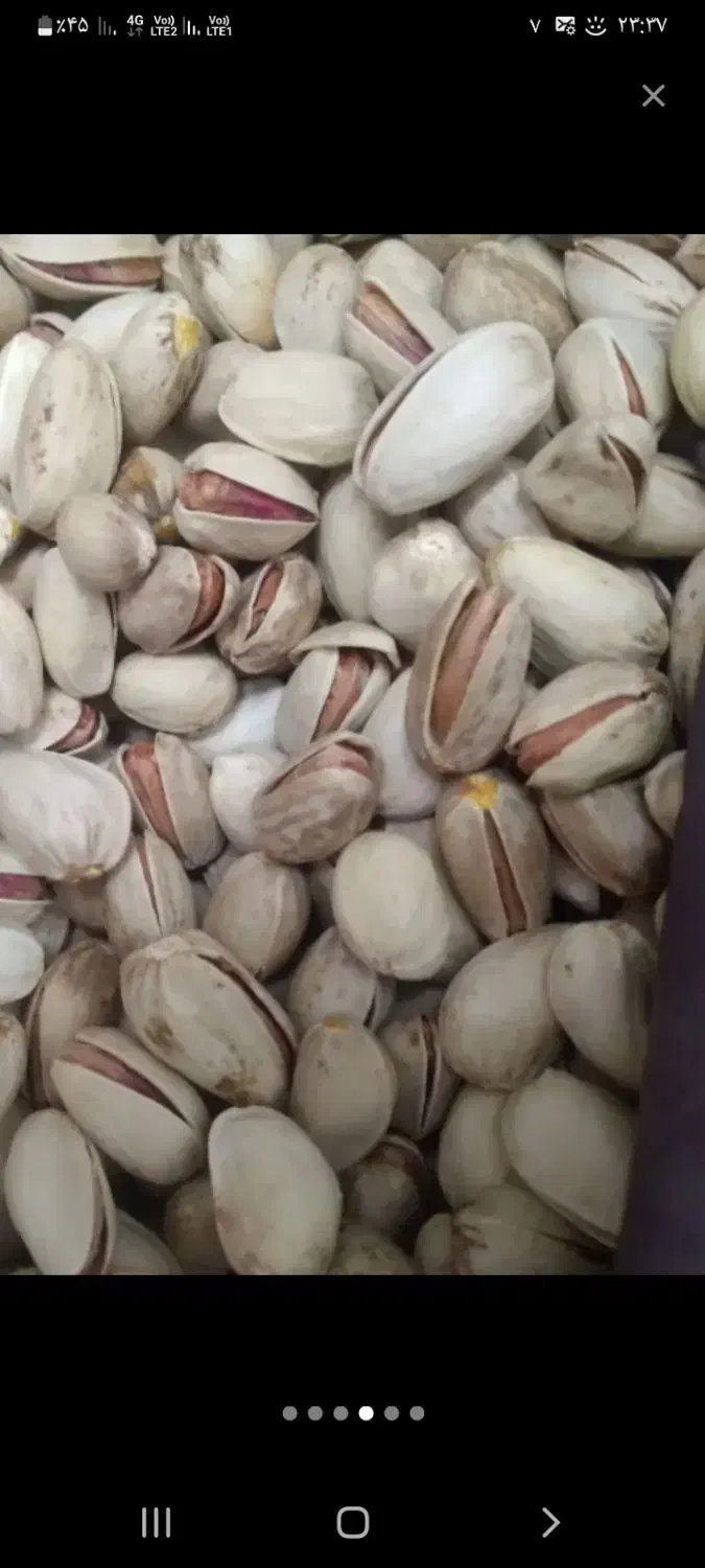 پسته تازه امسالی|خوردنی و آشامیدنی|هیرمند, |دیوار