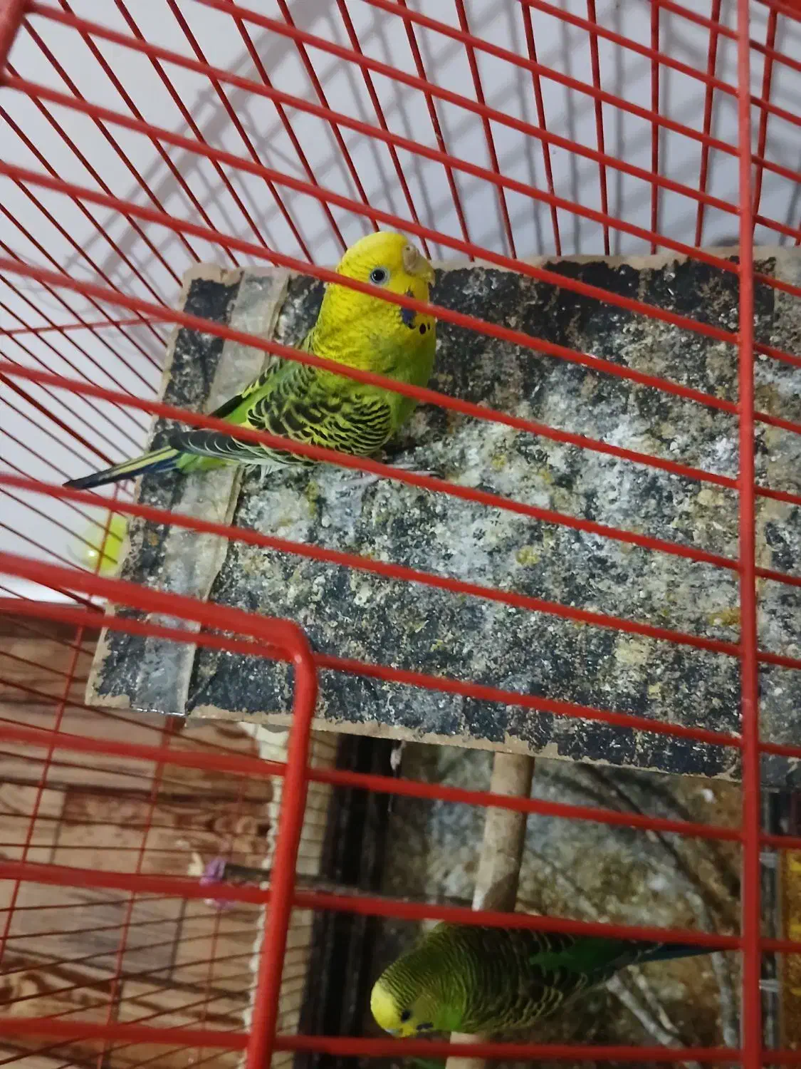 سه عدد مرغ عشق|پرنده|کوه چنار, |دیوار