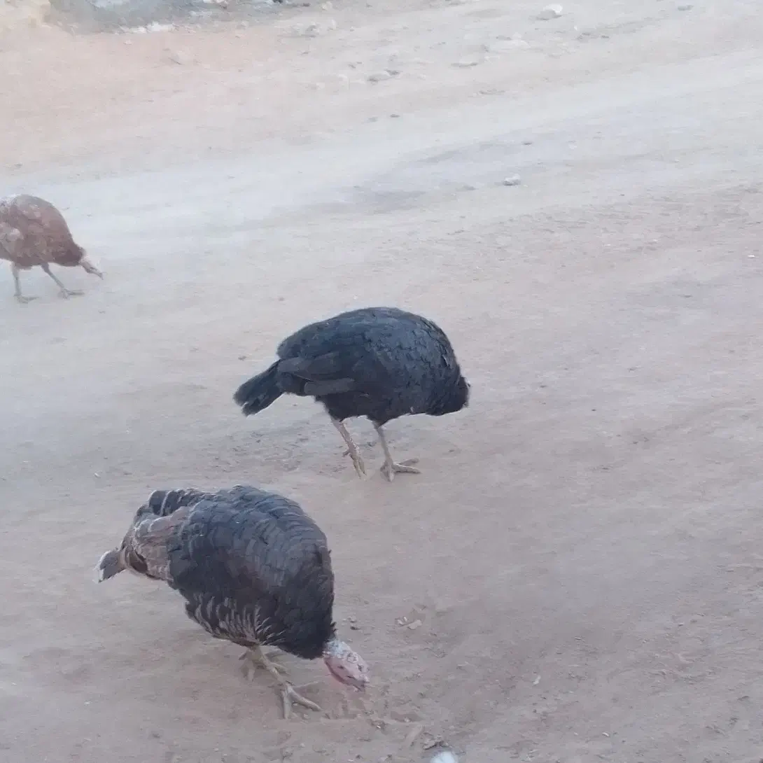 بوقلمون|حیوانات مزرعه|زیویه, |دیوار