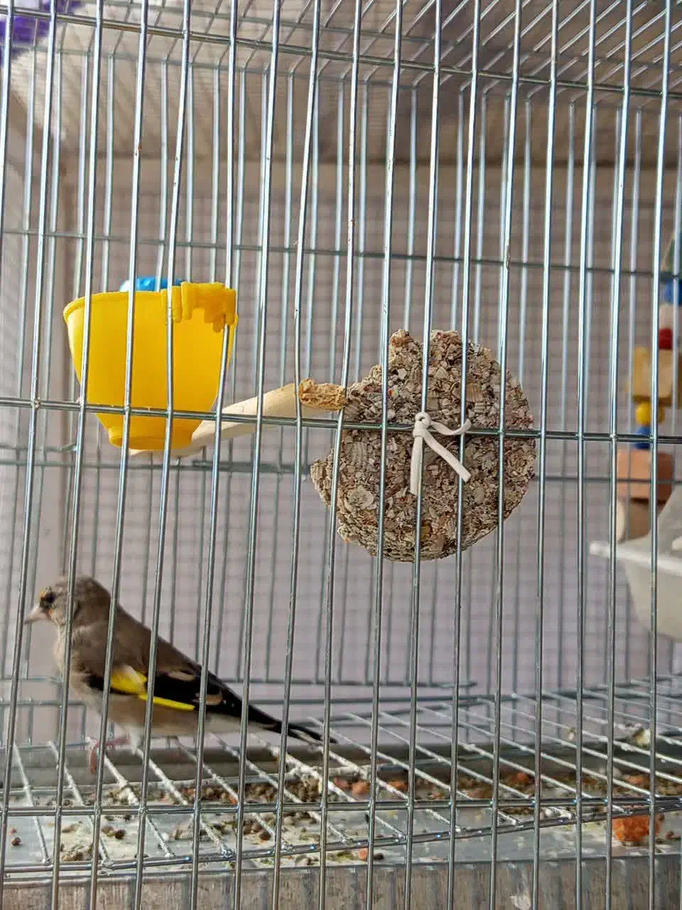 سهره|پرنده|قره چای, |دیوار