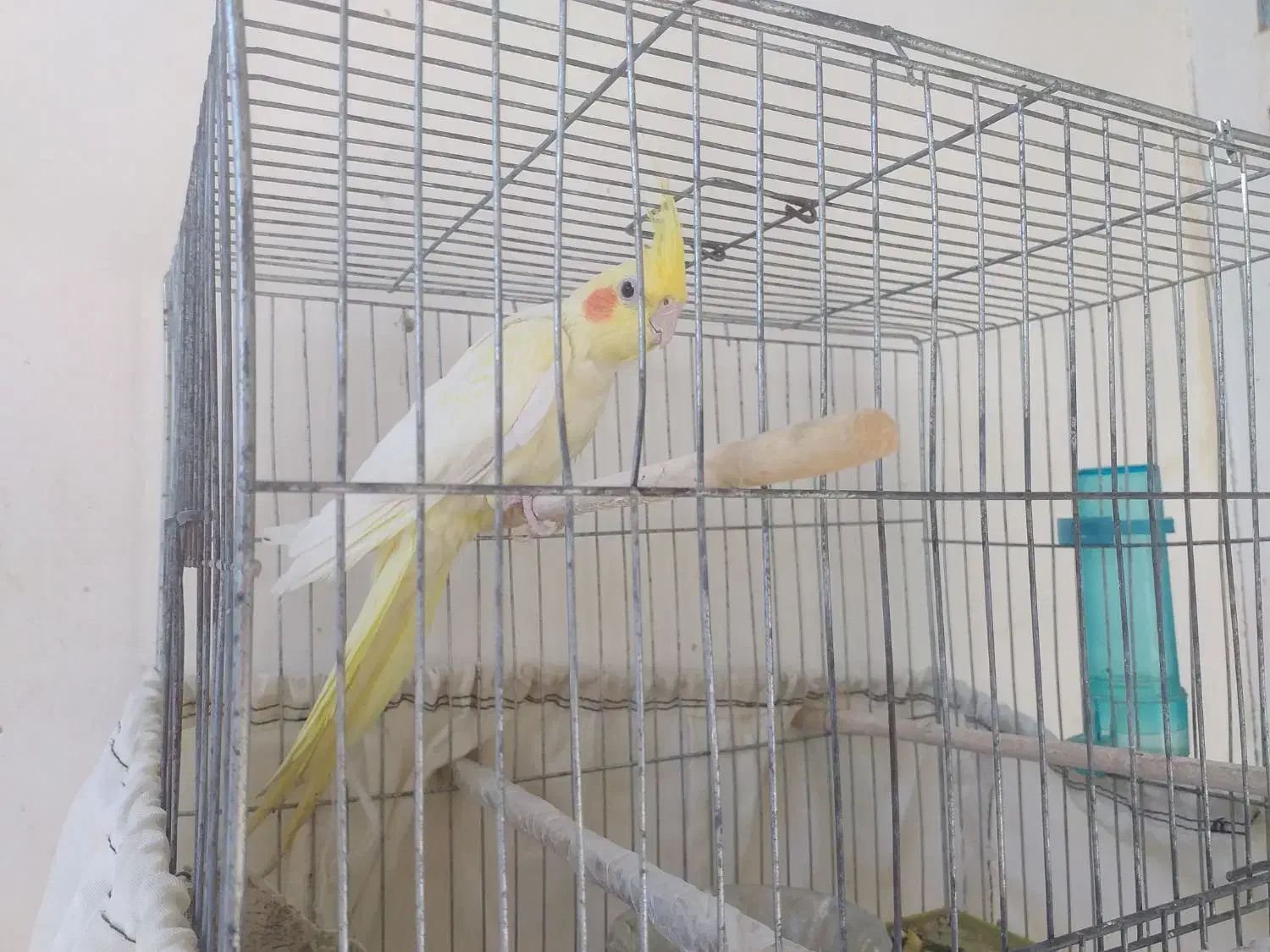 عروس هلندی|پرنده|گنبد کاووس, |دیوار