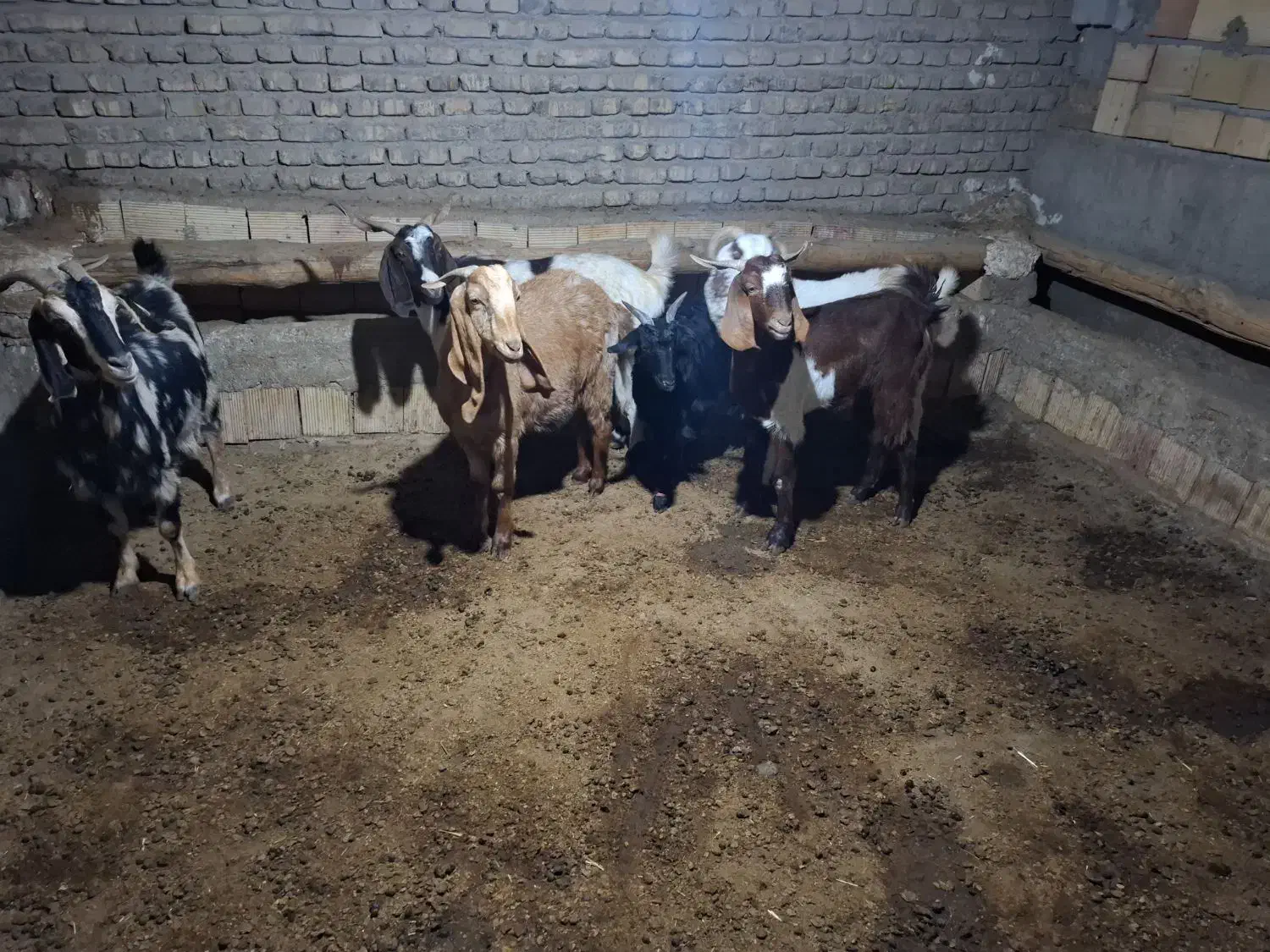 بز و بزغاله|حیوانات مزرعه|بشاریات, |دیوار