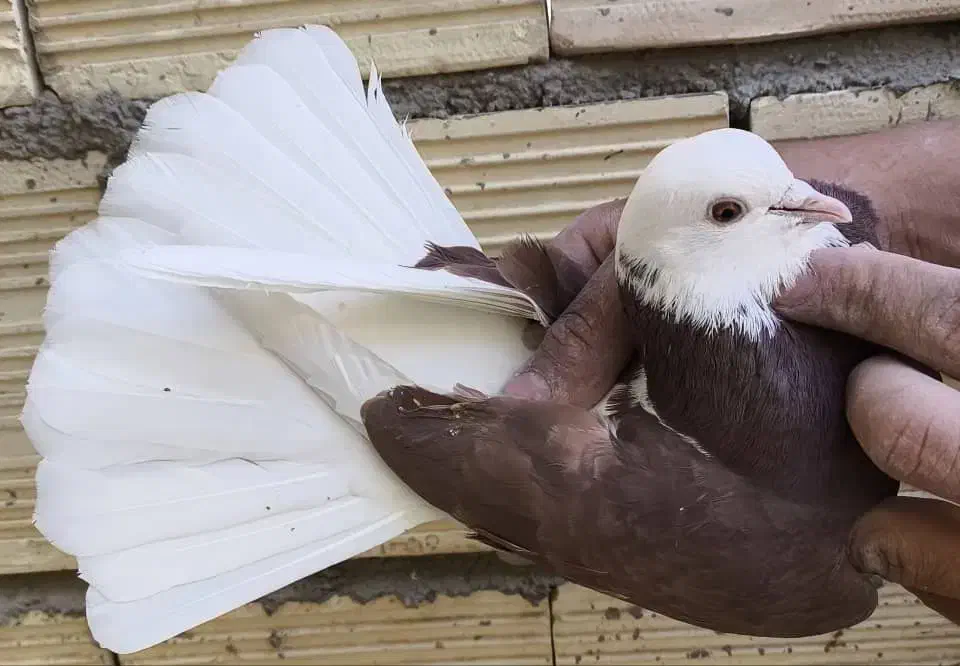 کفتر|حیوانات|ملایر, |دیوار