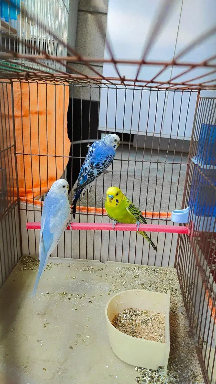 مرغ عشق|پرنده|دوگنبدان, |دیوار