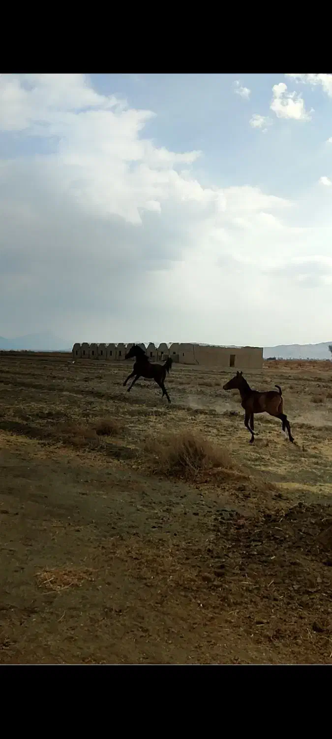 اسب|اسب و تجهیزات اسب‌سواری|سامن, |دیوار