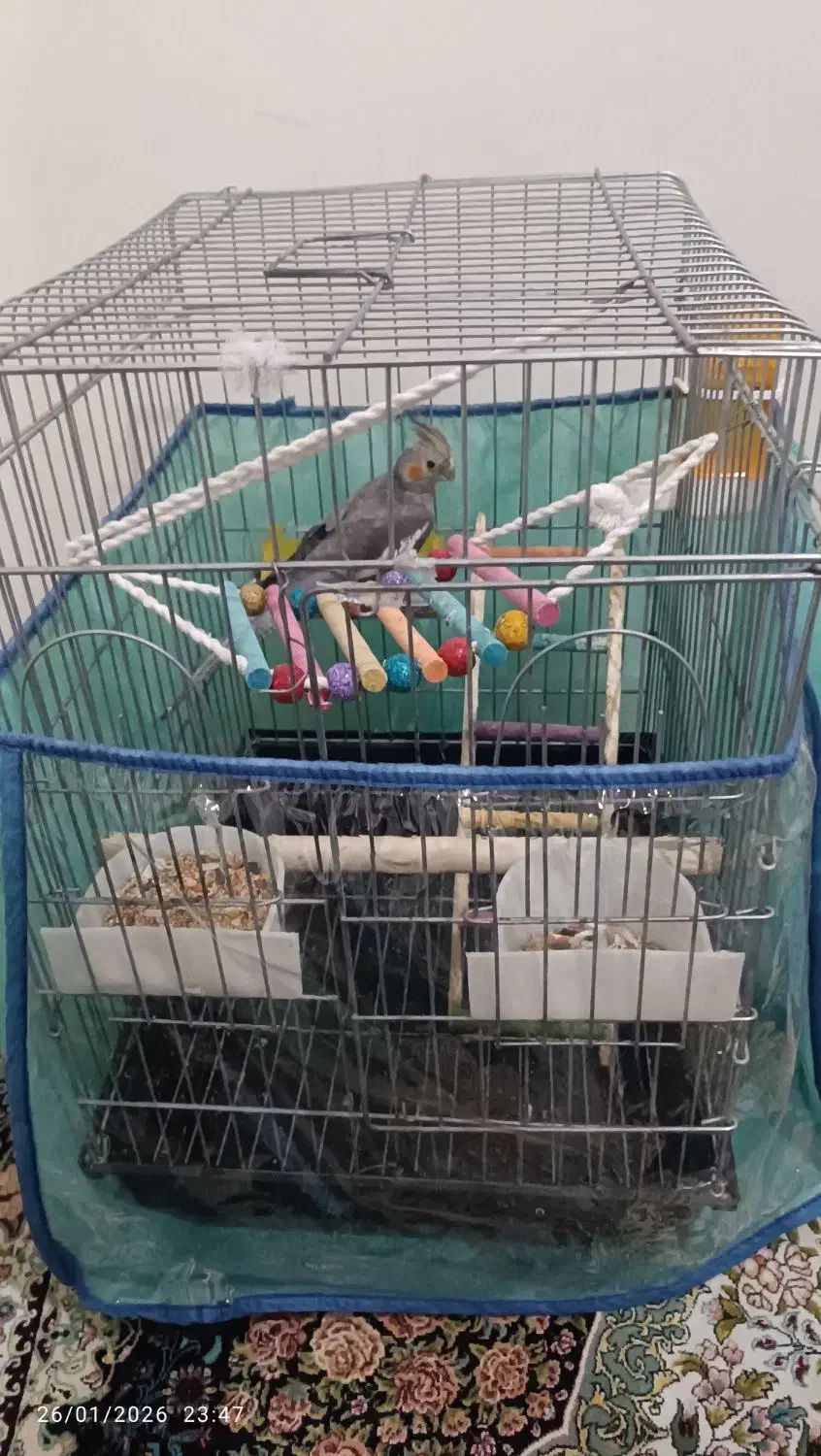 عروس هلندی|پرنده|تهران, مجیدآباد|دیوار