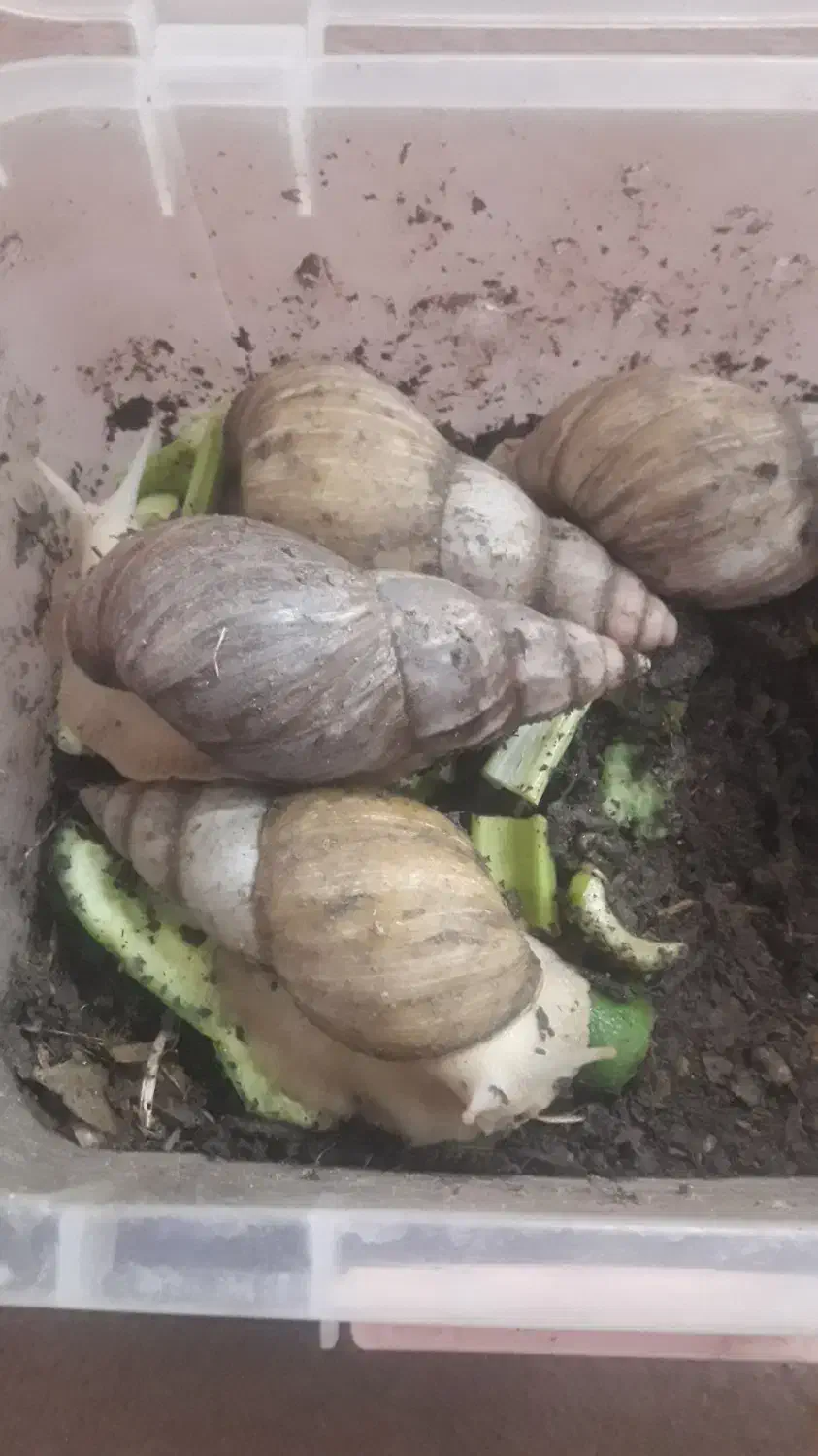 حلزون پرورشی آچاتینا|خزنده|لنجان, |دیوار