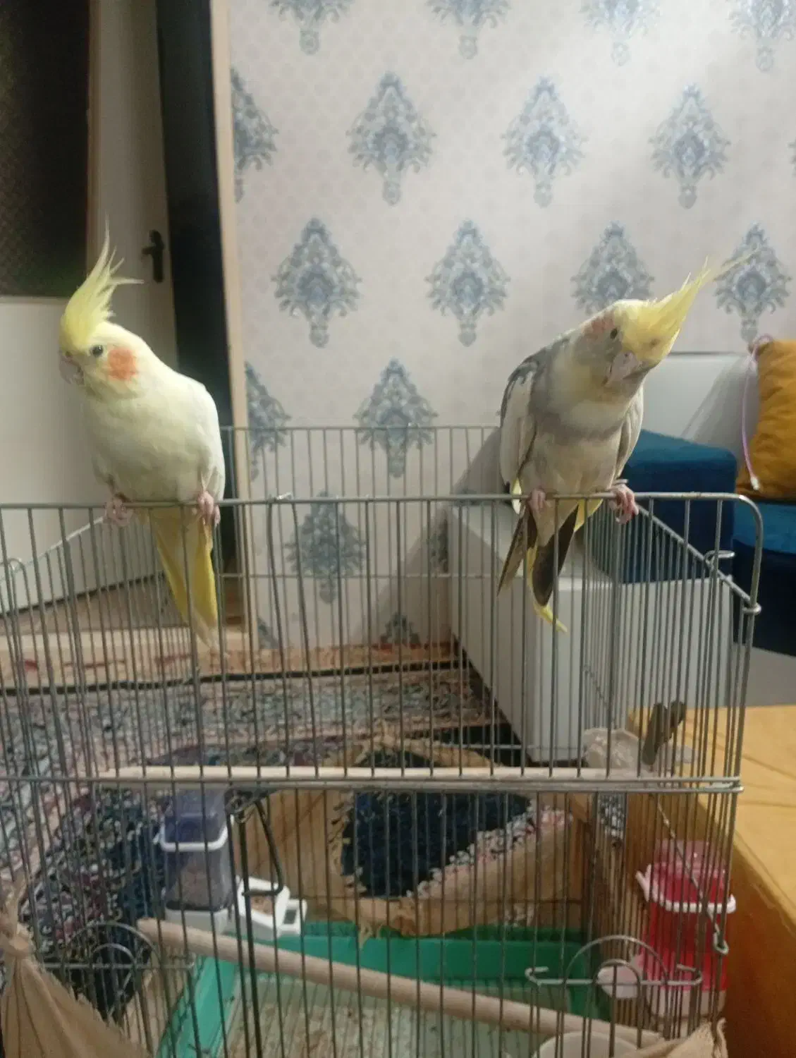 فروش یک جفت عروس هلندی نر و ماده با دو عدد جوجه|پرنده|قزوین, |دیوار