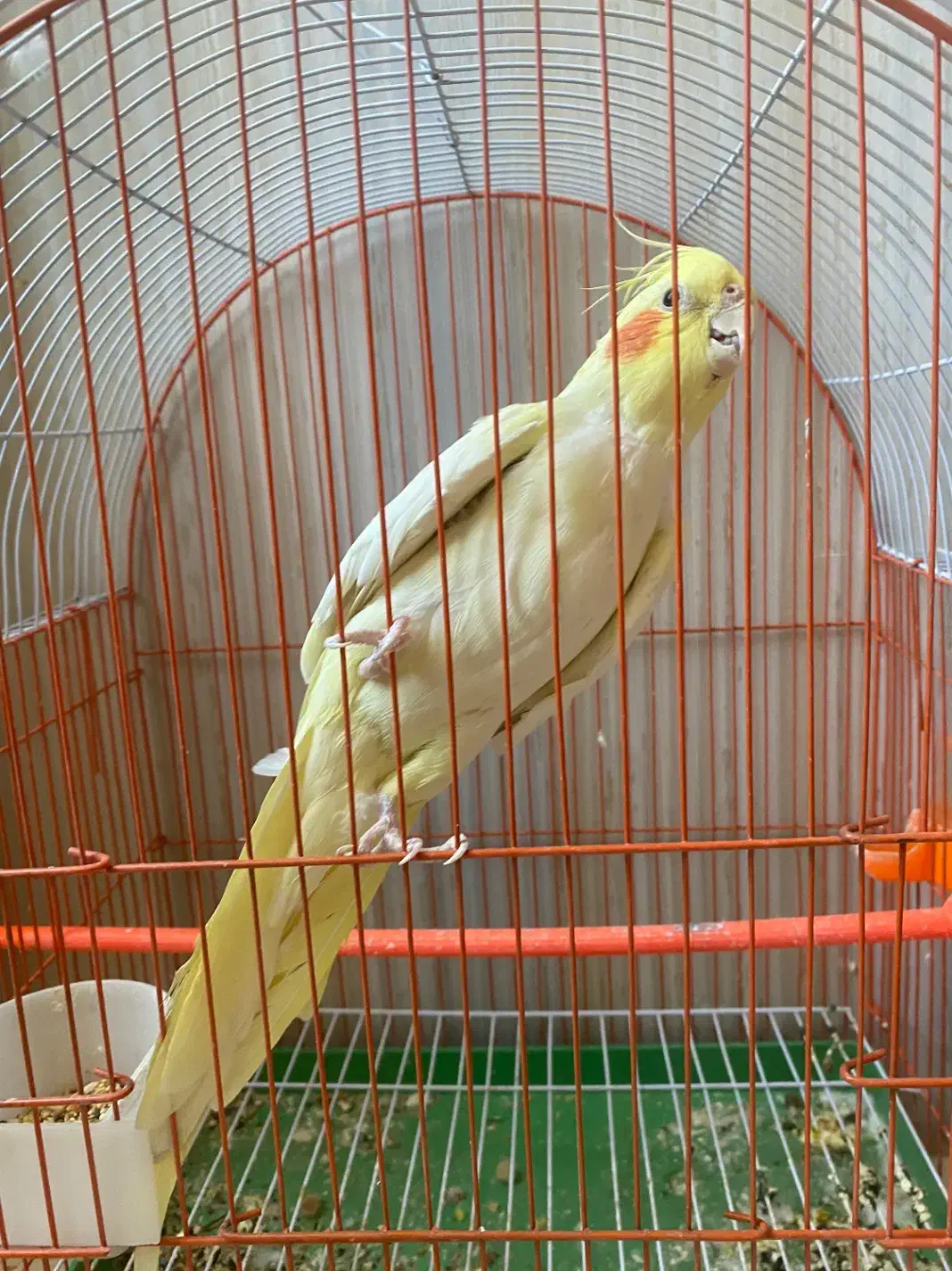 عروس هلندی|پرنده|تربت جام, زیباکنار|دیوار