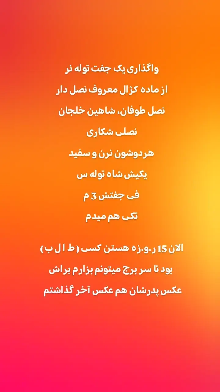 واگذاری یک جفت توله نر از ماده کژال معروف نصل دار|سگ|کرمانشاه, |دیوار