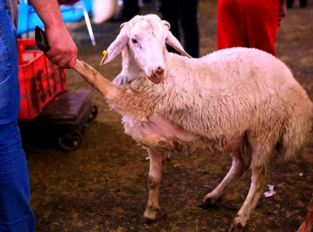 گوسفند چاق بره نرینه قلم ابی زنده تضمینی بشرط|حیوانات مزرعه|مشهد, عبادی|دیوار