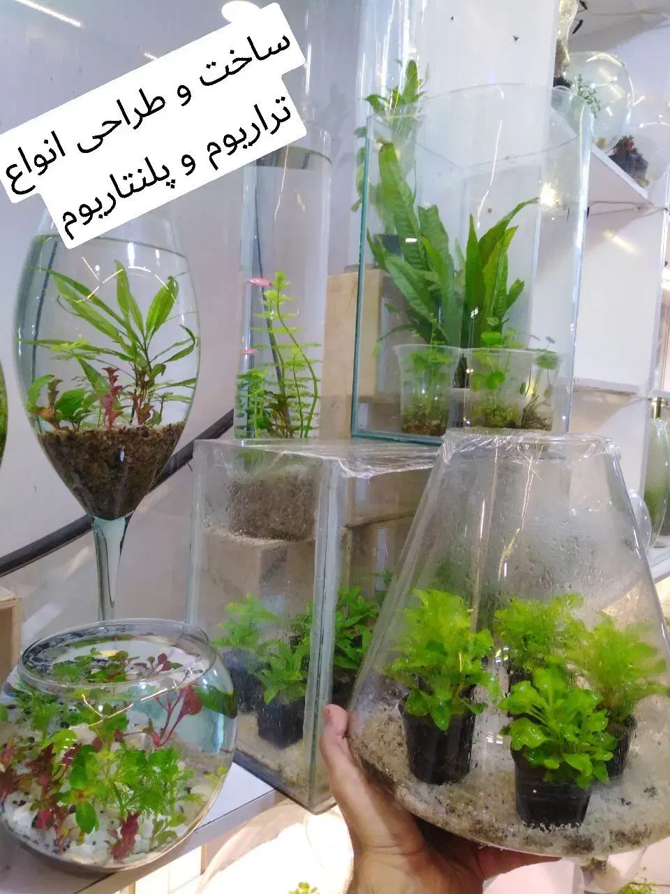 گیاهان آکواریومی آبزی|ماهی|قم, دورشهر|دیوار