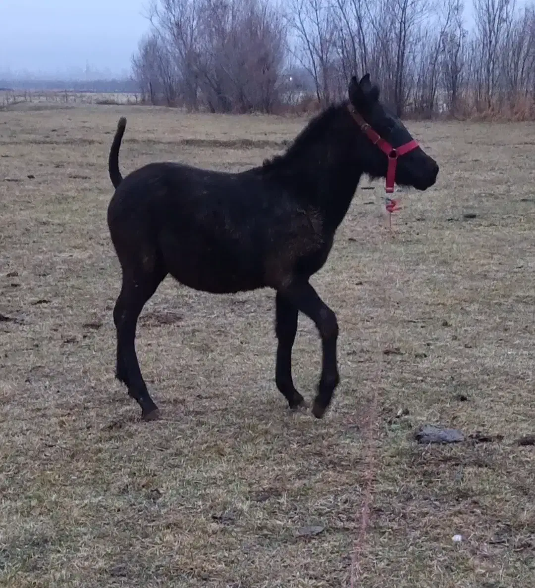 فروشی|اسب و تجهیزات اسب‌سواری|ارومیه, |دیوار