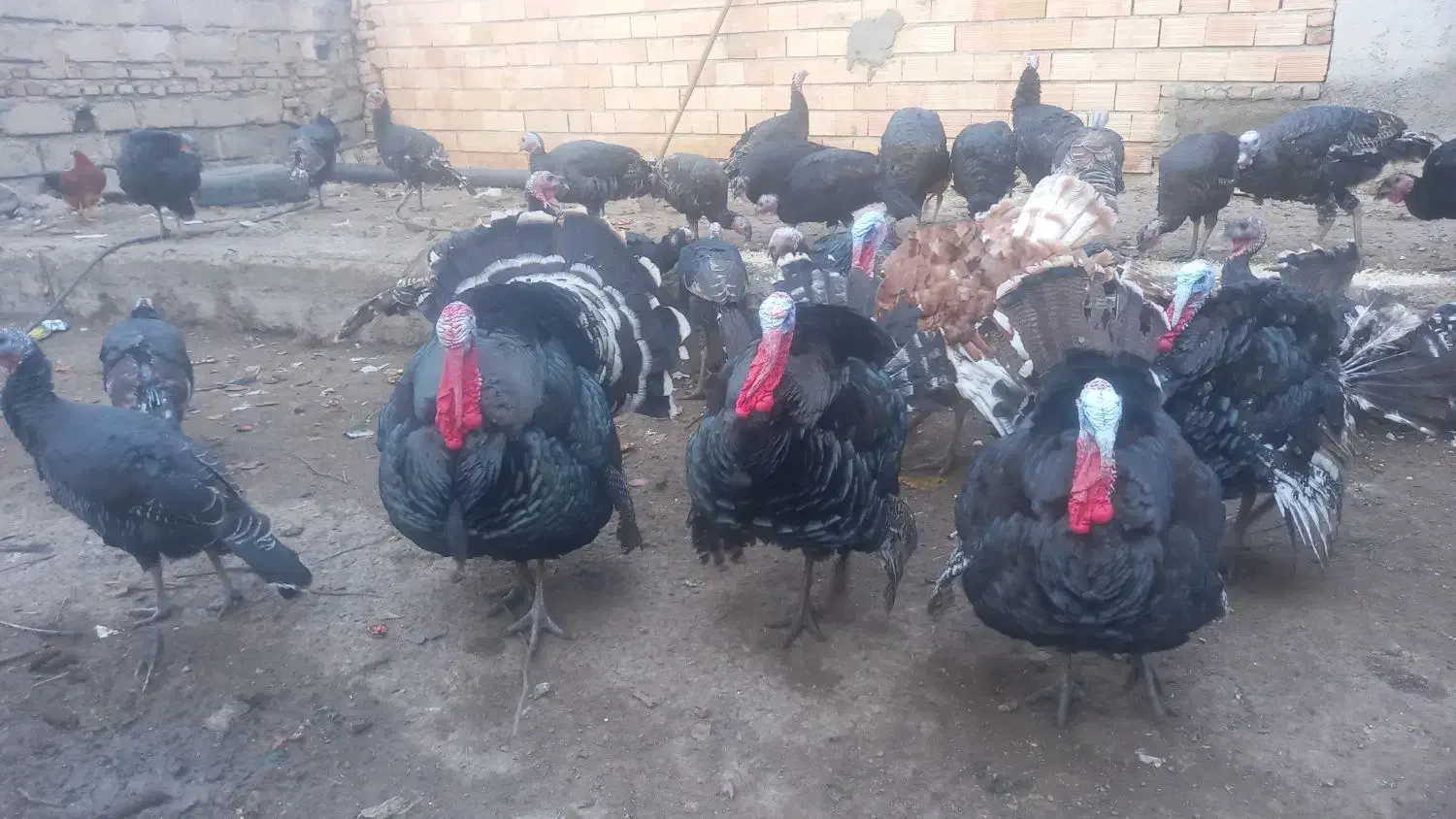 بوقلمون|حیوانات مزرعه|پارس‌آباد, |دیوار