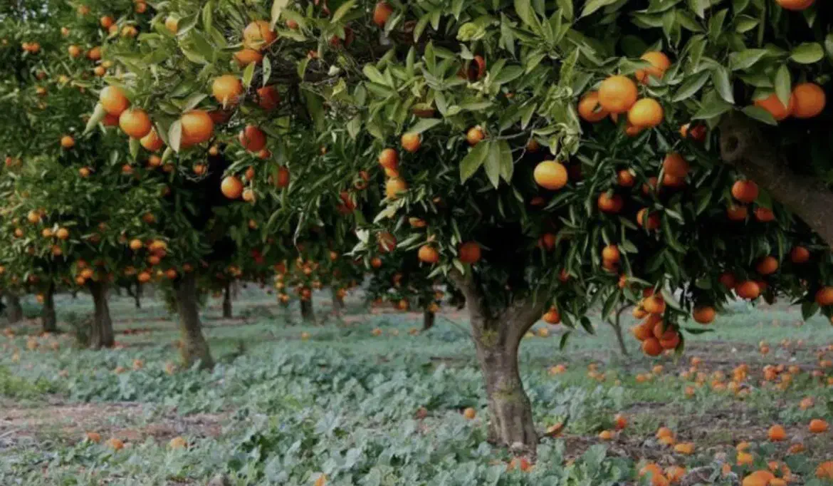 ۴۲۰متر زمین شیرود در روستای لشتو|فروش زمین و ملک کلنگی|شیرود, |دیوار