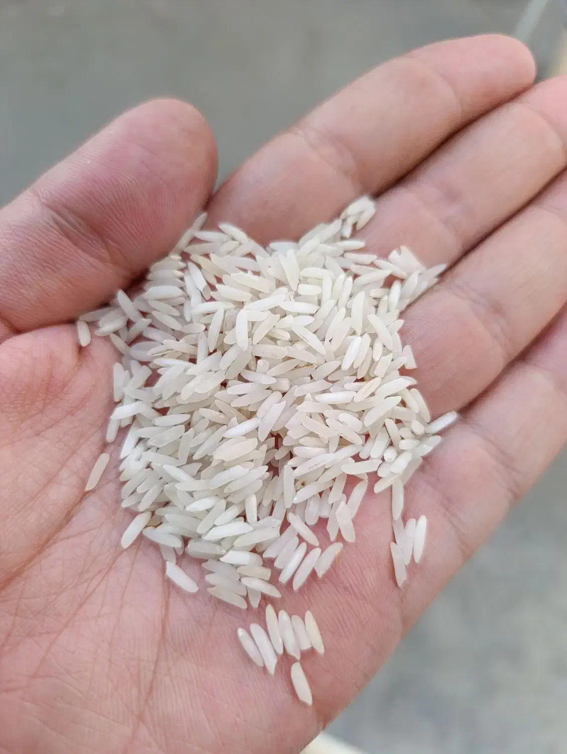 برنج طارم محلی درجه یک|خوردنی و آشامیدنی|باقرشهر, |دیوار