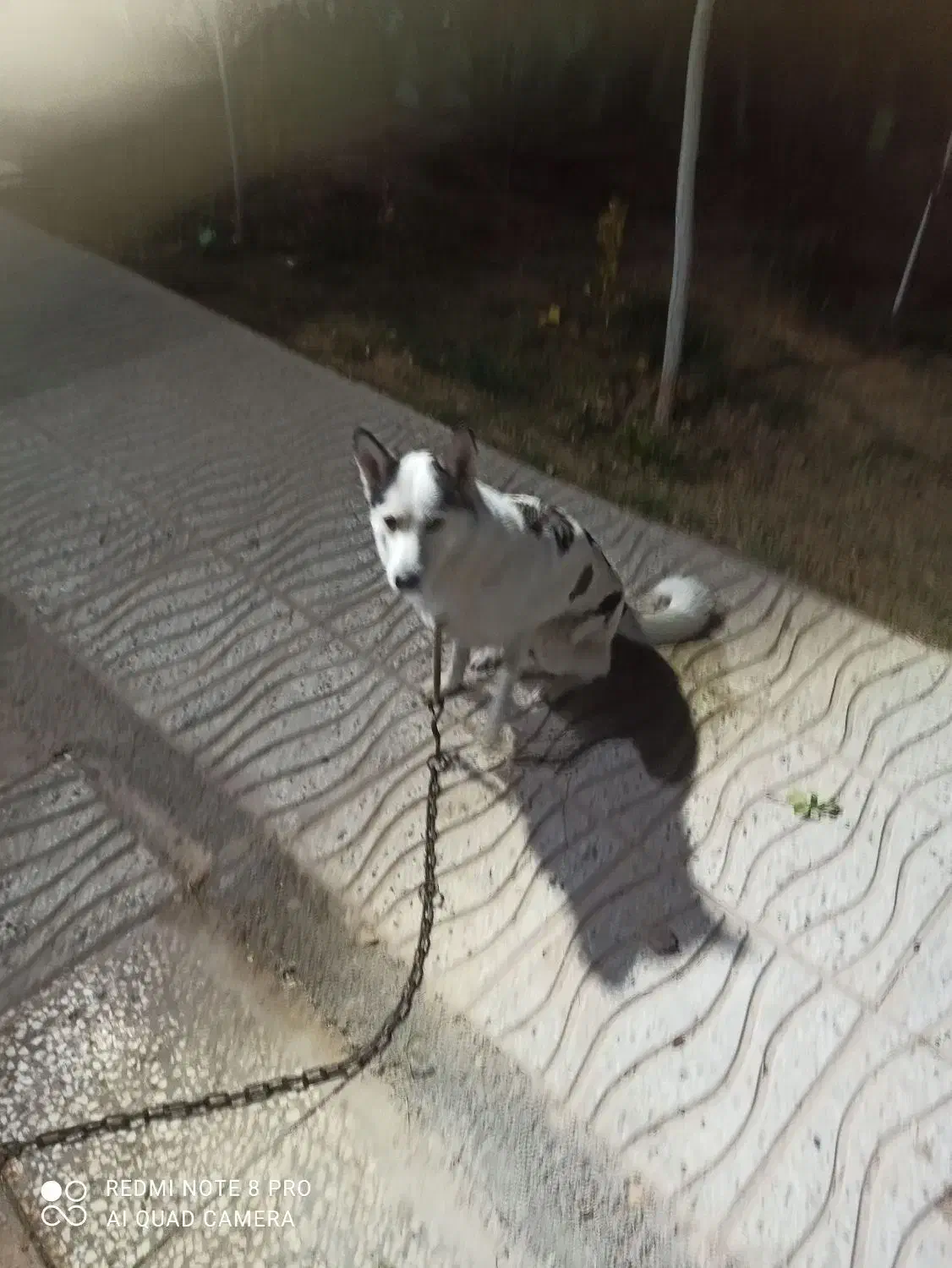 سگ گرگی|سگ|کهریزک, |دیوار