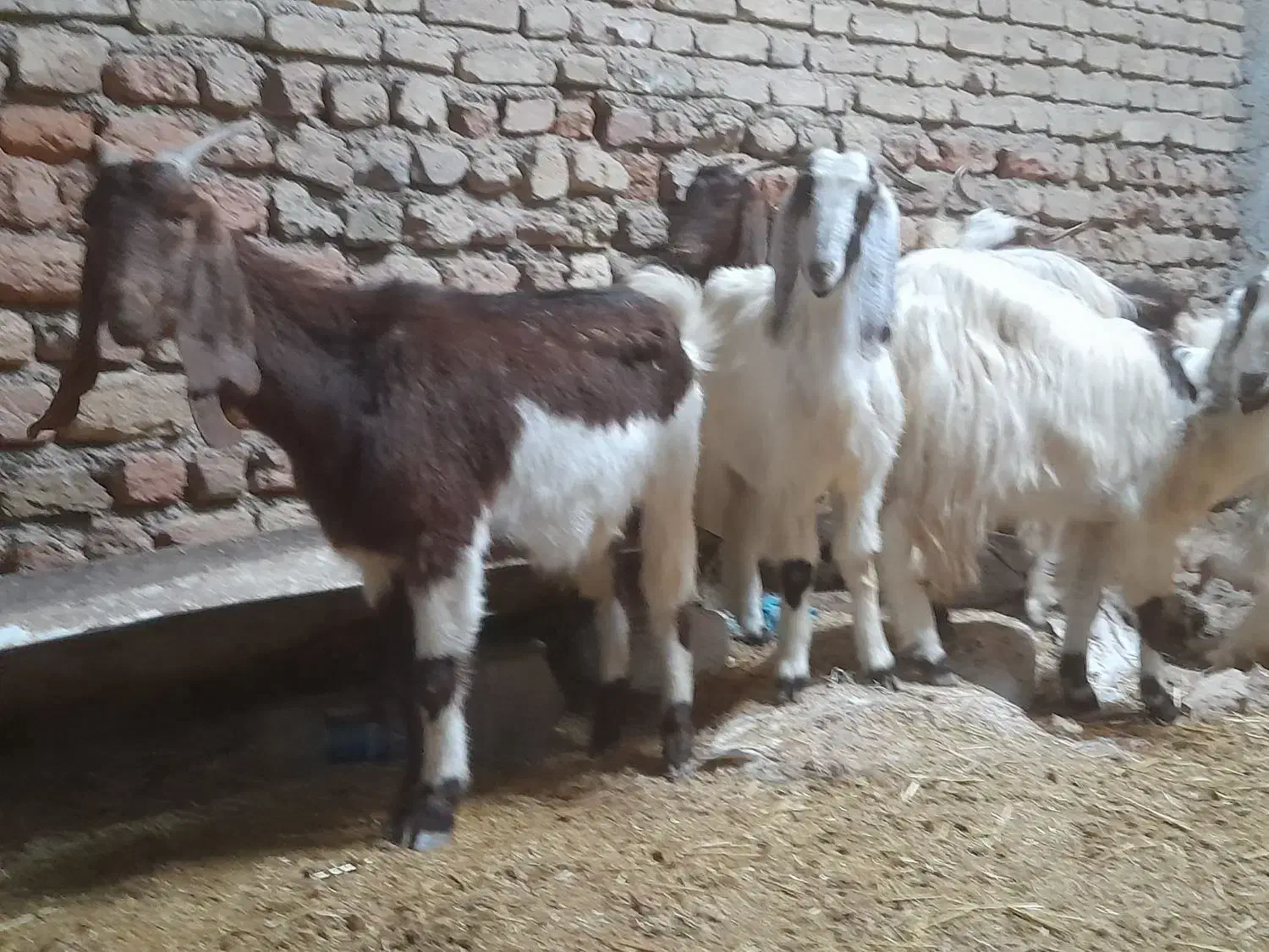 بزهای شیشک|حیوانات مزرعه|سیمین شهر, |دیوار