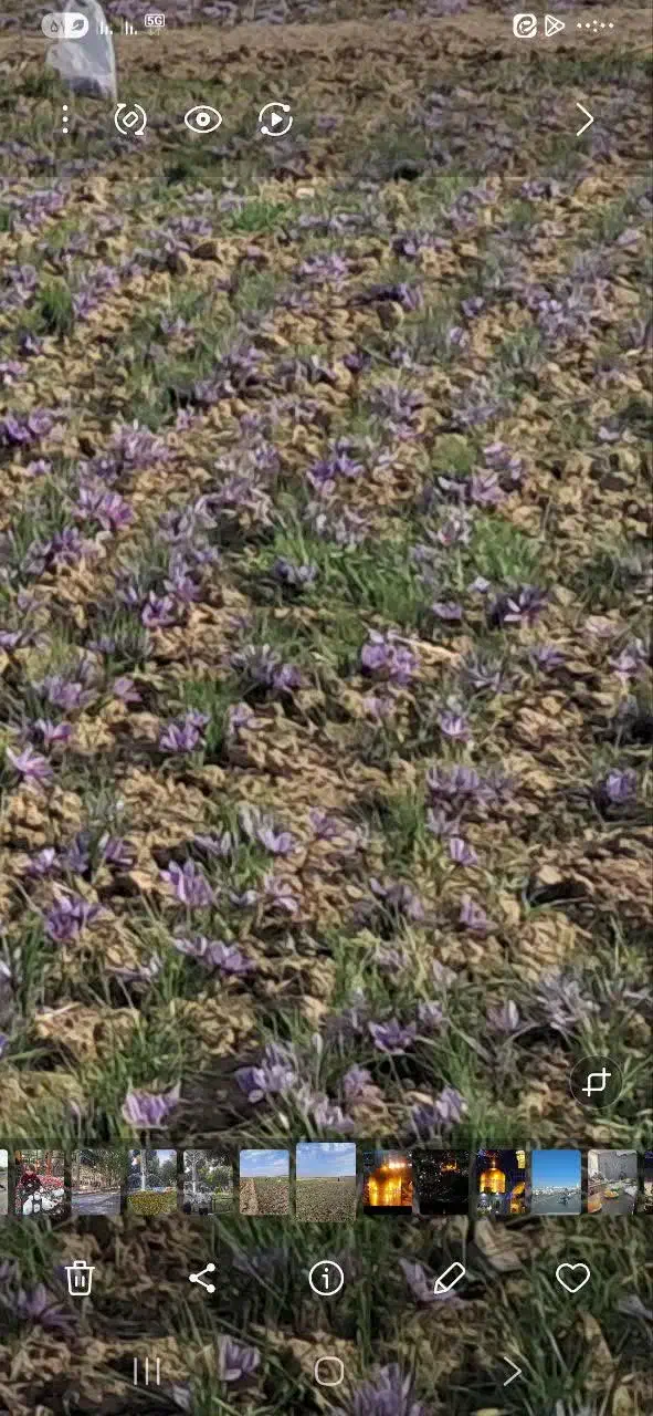 فروش زمین گشاورزی|فروش زمین و ملک کلنگی|نیشابور, ریوند|دیوار