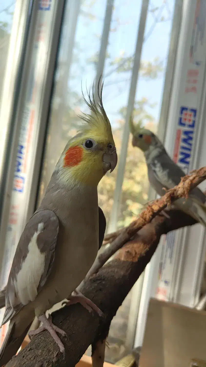 عروس هلندی|پرنده|تهران, شهرک محلاتی|دیوار