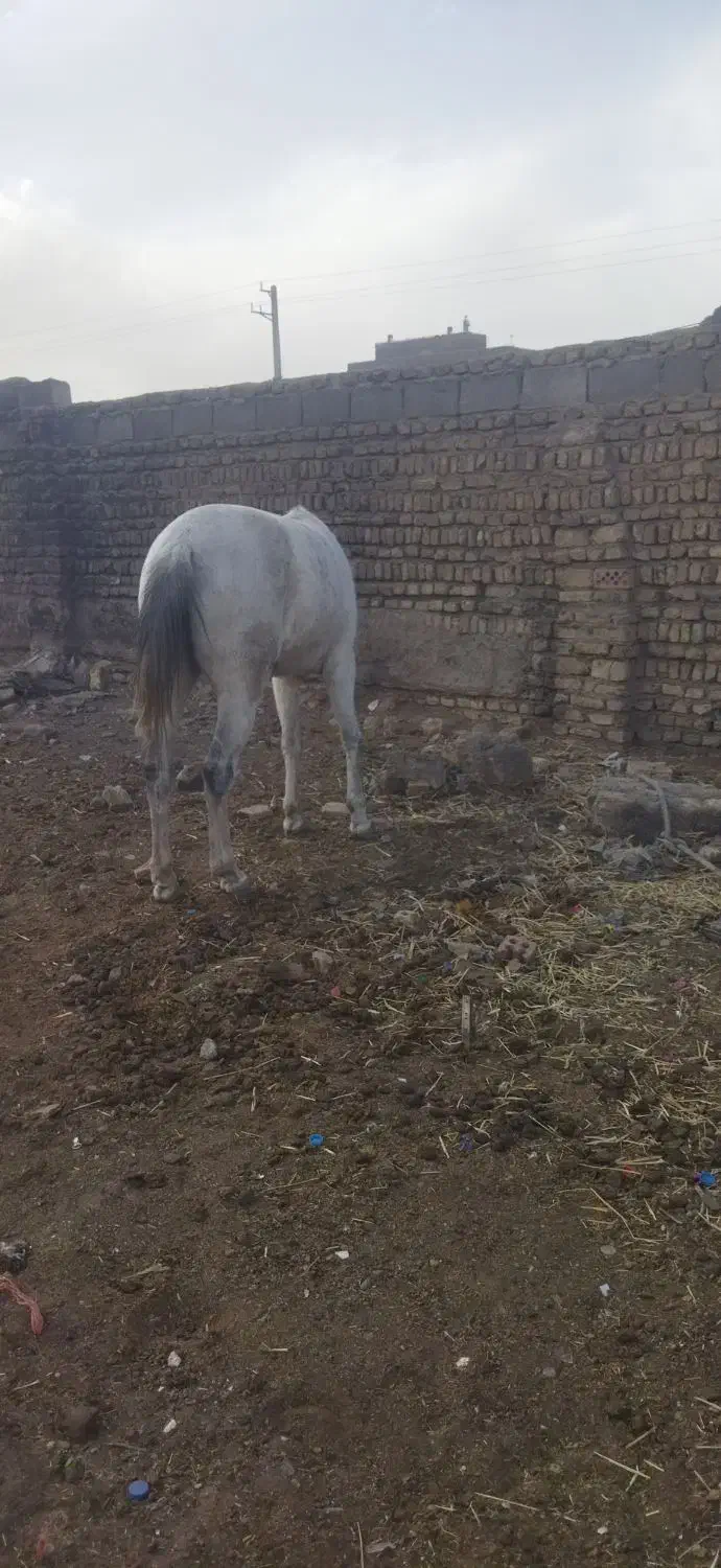 مادیون  خوب جون سرحال سواری آروم آروم|اسب و تجهیزات اسب‌سواری|قرچک, شهرک صنعتی قرچک|دیوار