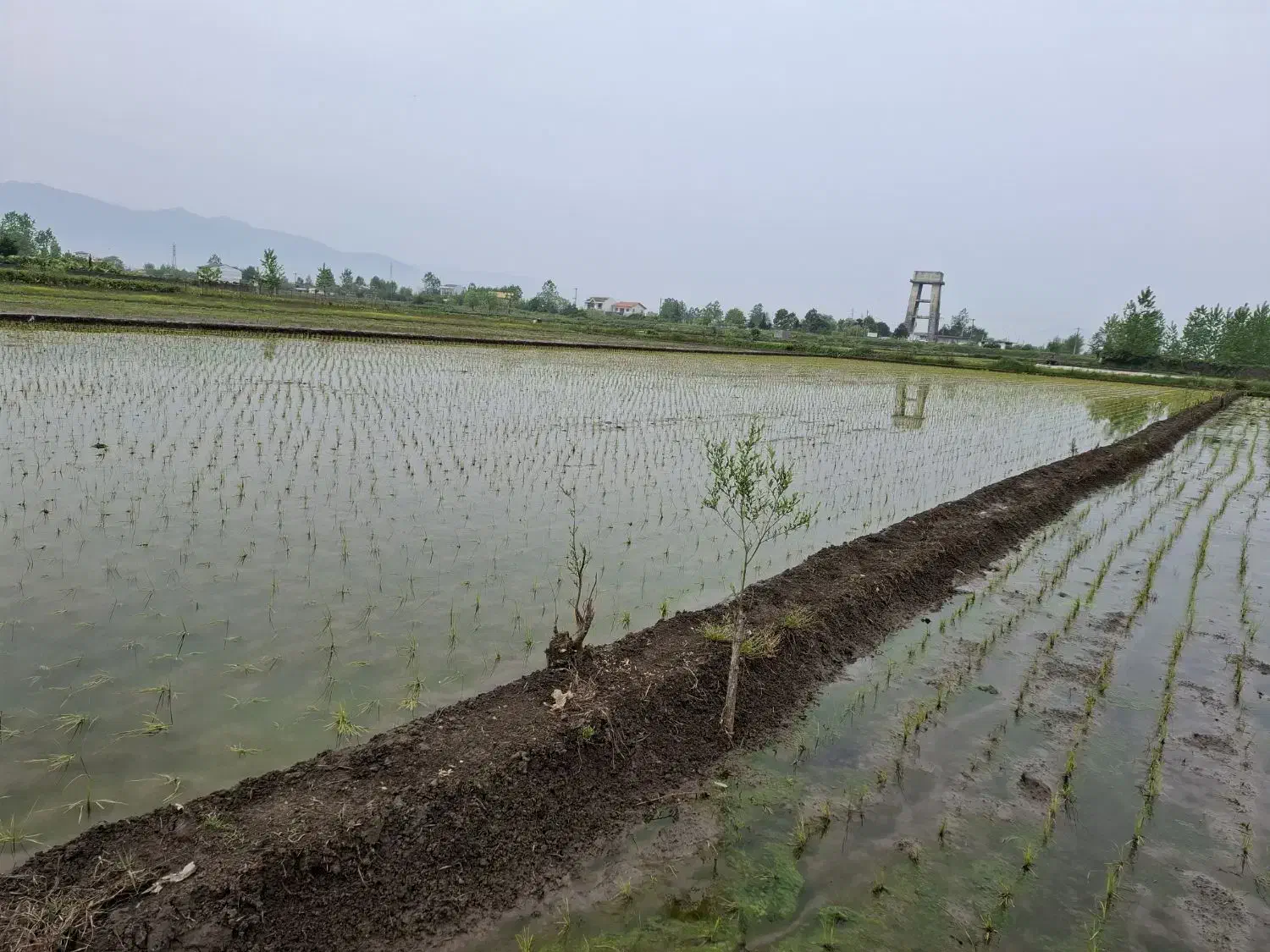 فروش زمین کشاورزی (شالیزار) ۲۵۴۳ مترمربع|فروش دفتر صنعتی، کشاورزی، تجاری|رودسر, |دیوار