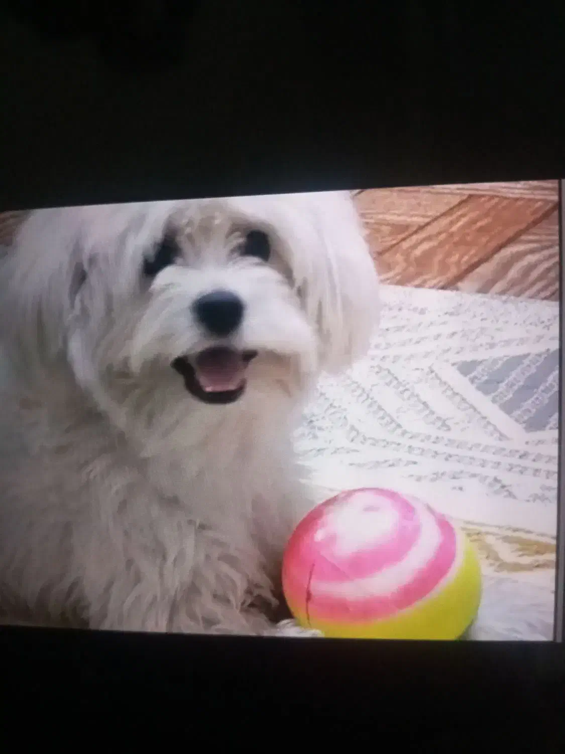 شیتزو تریر سفید|سگ|تهران, سلیمانی|دیوار