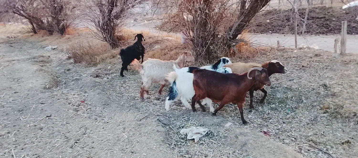 5راس بز محلی|حیوانات مزرعه|قروه, |دیوار