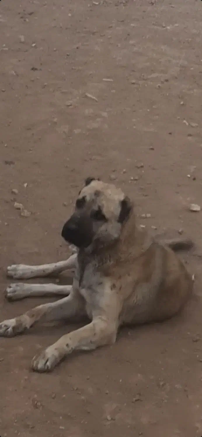 سگ گمشده|سگ|چنگ الماسی, |دیوار