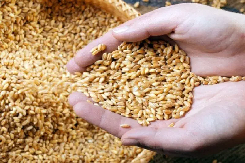 گندم اذر دو بذری درجه یک|خدمات باغبانی و درختکاری|سرپل ذهاب, |دیوار