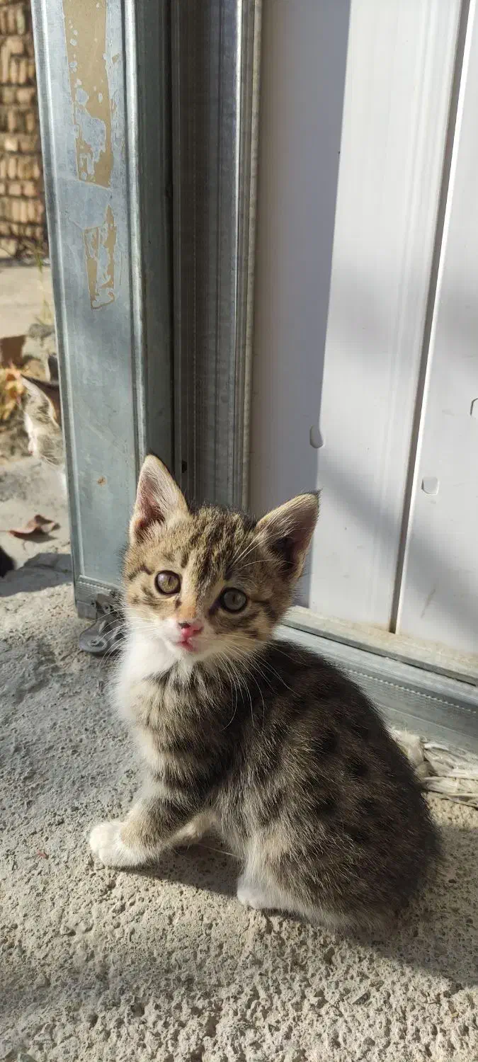 اهدای بچه گربه رایگان|گربه|مرند, |دیوار