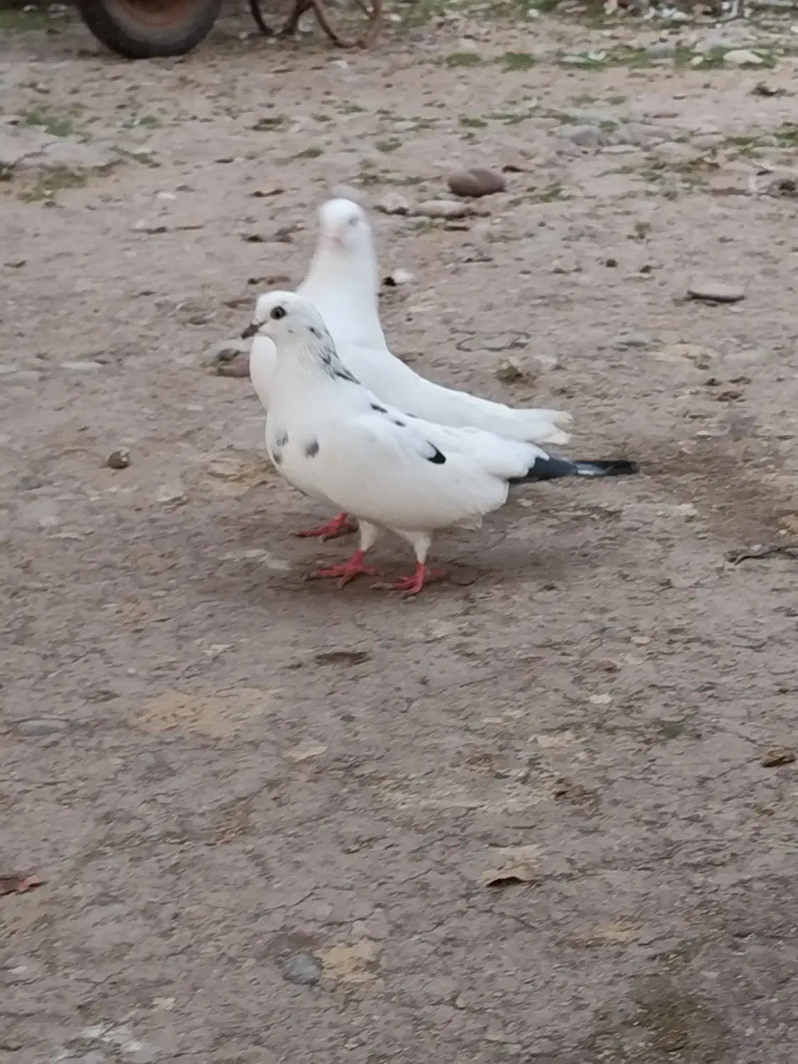 معاوظه با قناری نر|پرنده|سنگر, |دیوار